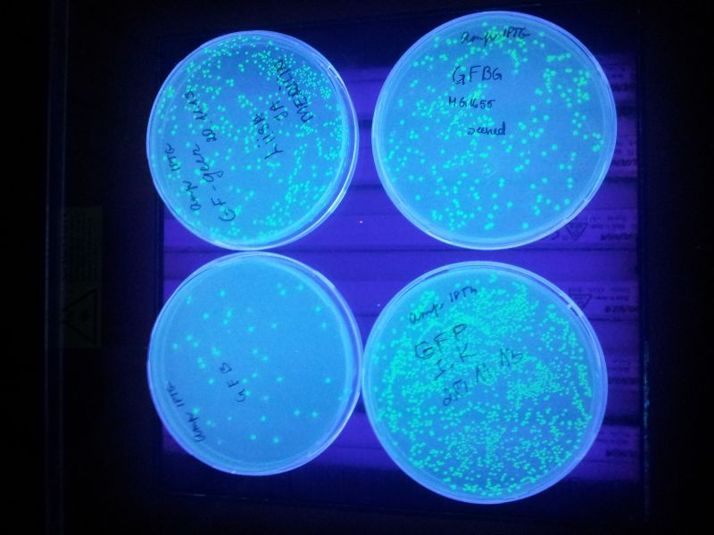 12b12m20132014TY_biotehn047.jpg