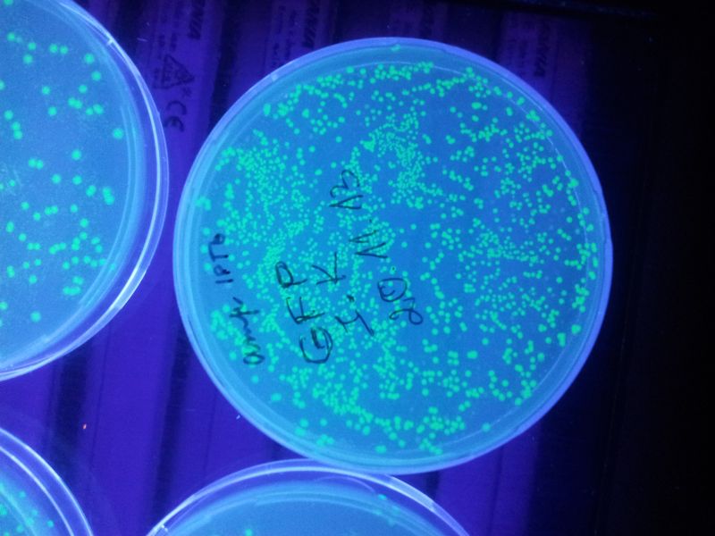 12b12m20132014TY_biotehn048.jpg