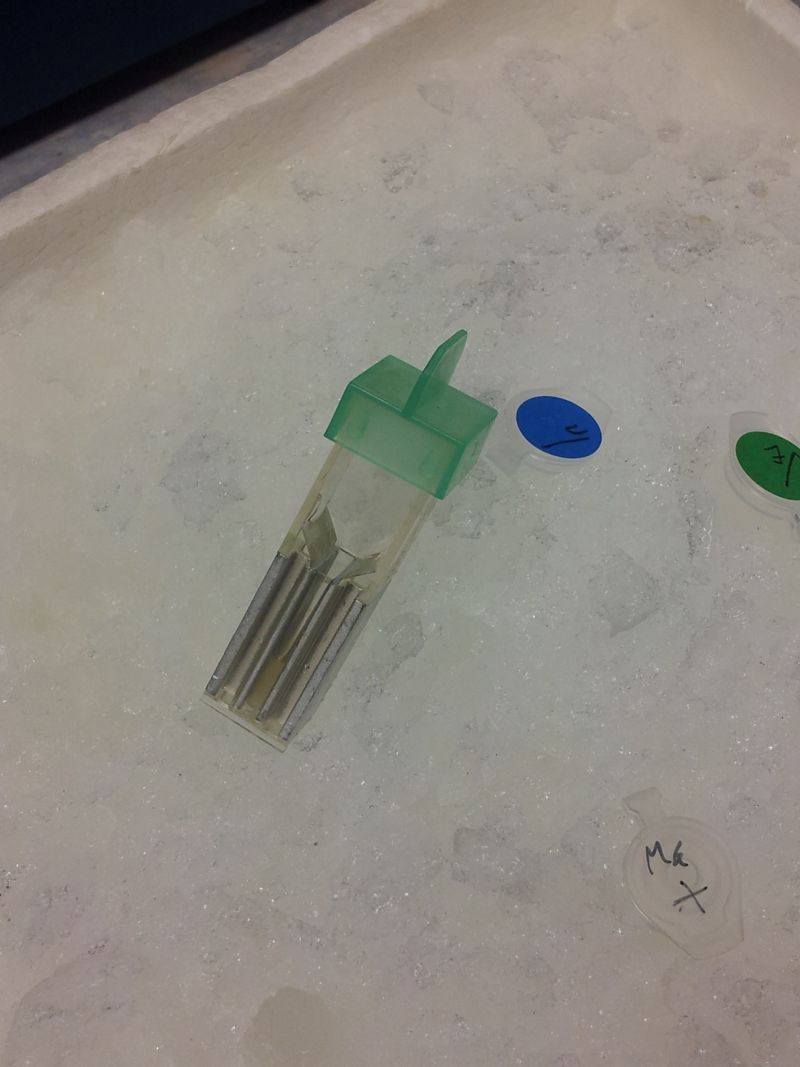 12b12m20132014TY_biotehn060.jpg