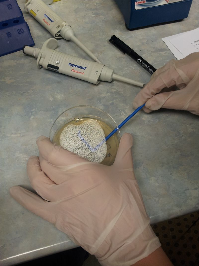 12b12m20132014TY_biotehn061.jpg
