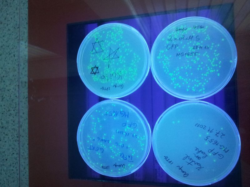 12b12m20132014TY_biotehn066.jpg