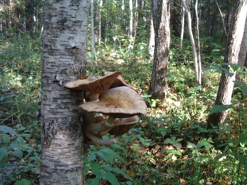 2013seenepraktSoomaa016.jpg