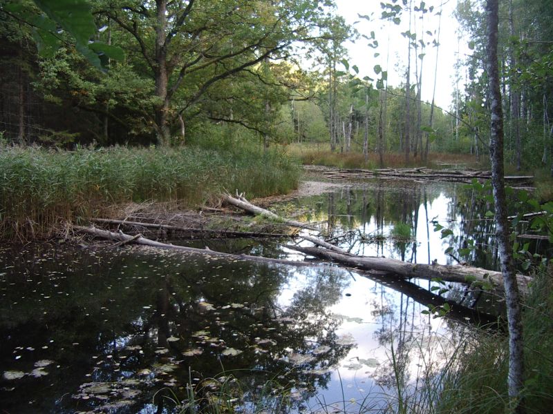 2013seenepraktSoomaa017.jpg
