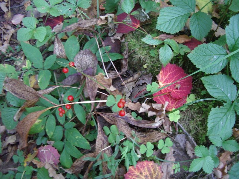 2013seenepraktSoomaa019.jpg