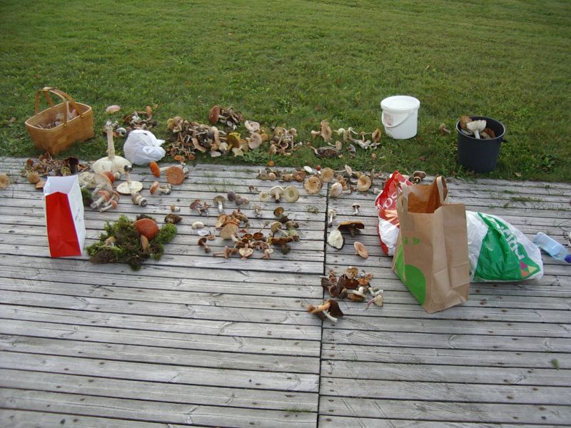 2013seenepraktSoomaa025.jpg