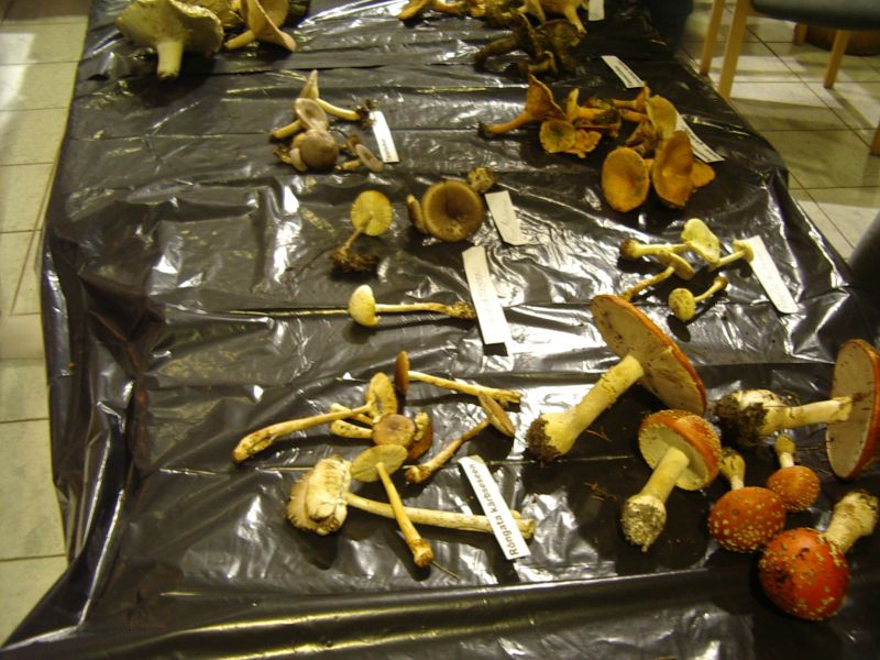 2013seenepraktSoomaa027.jpg
