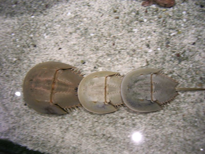 IMGP2346.JPG