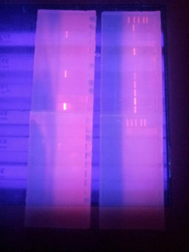 20142015biotehno048.jpg