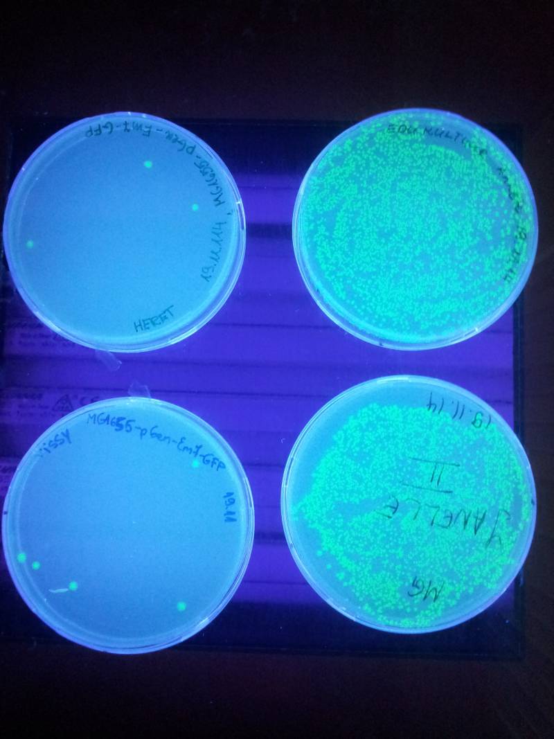 20142015biotehno080.jpg