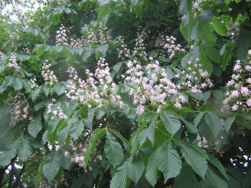 2013-05-29-31.jpg