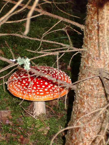 IMGP3196v.jpg