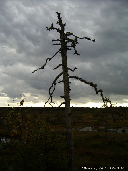 IMGP6615v.jpg
