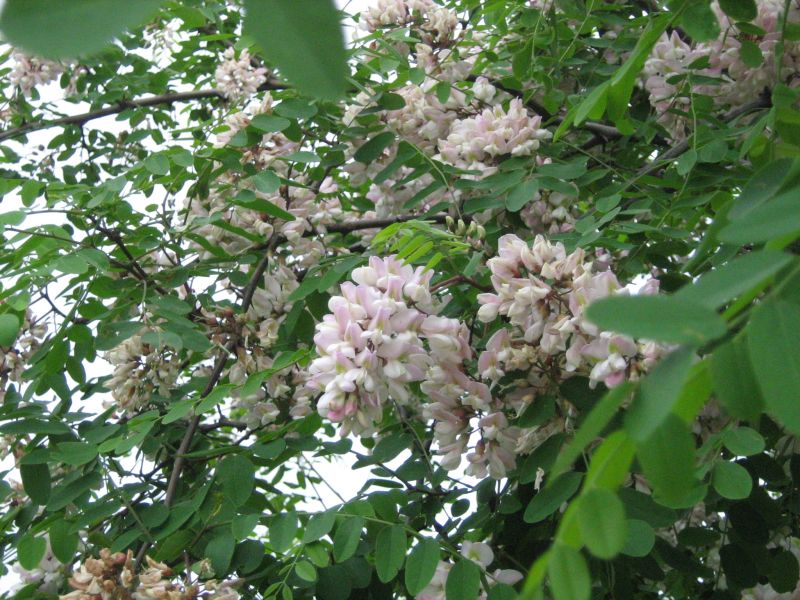 IMG_1004.JPG