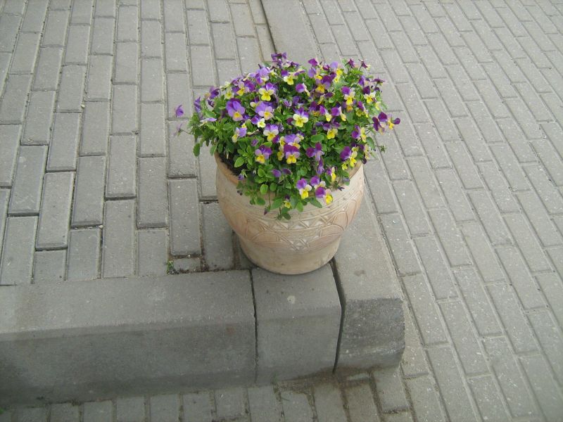 IMG_2228.JPG