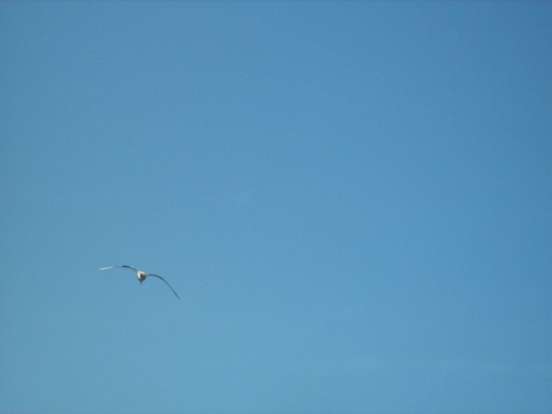 IMG_2260.JPG