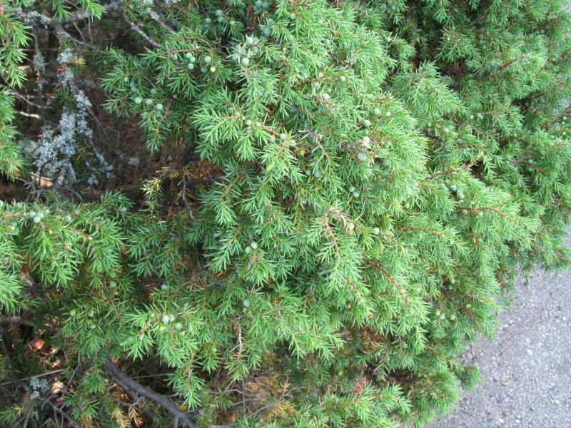 IMG_1070.jpg