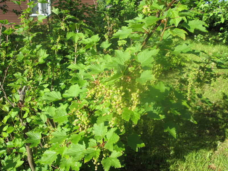 img_2288.jpg