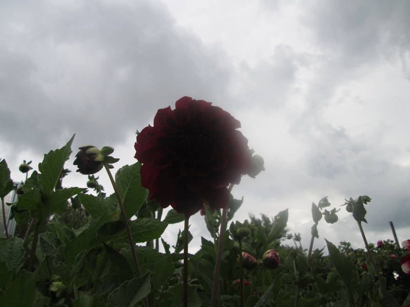 img_2338.jpg