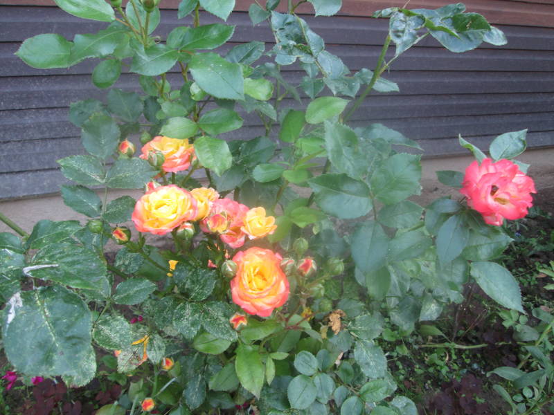 img_2380.jpg