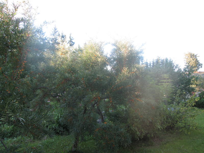 img_2401.jpg