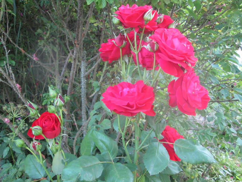 img_2411.jpg