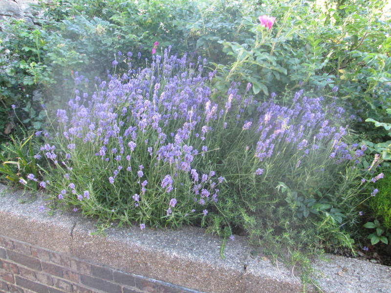 img_2804.jpg