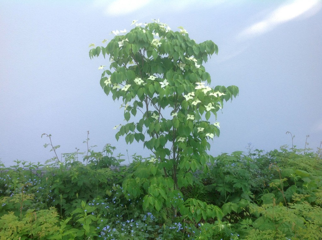 2135.jpg