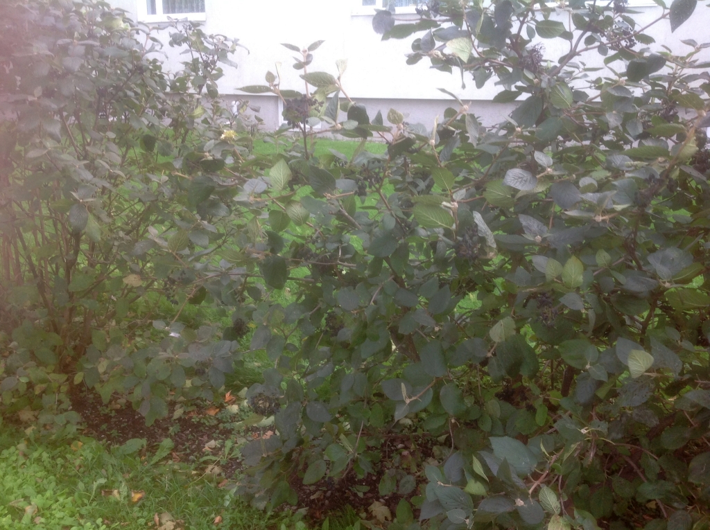 01_Kuressaare_3802.jpg