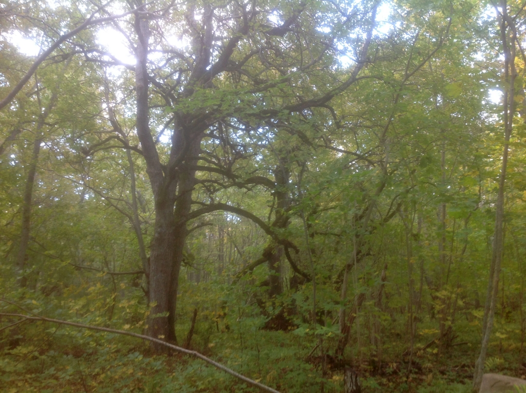 abruka_3863.jpg