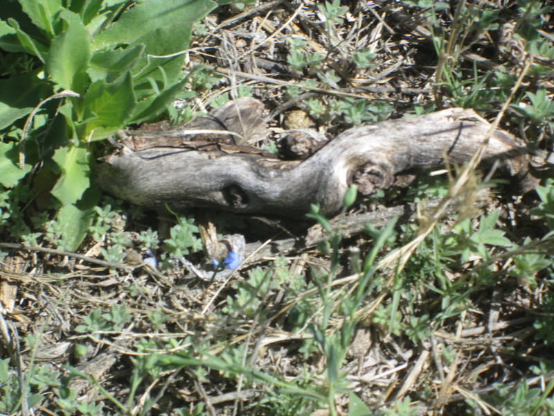IMG_1788.JPG