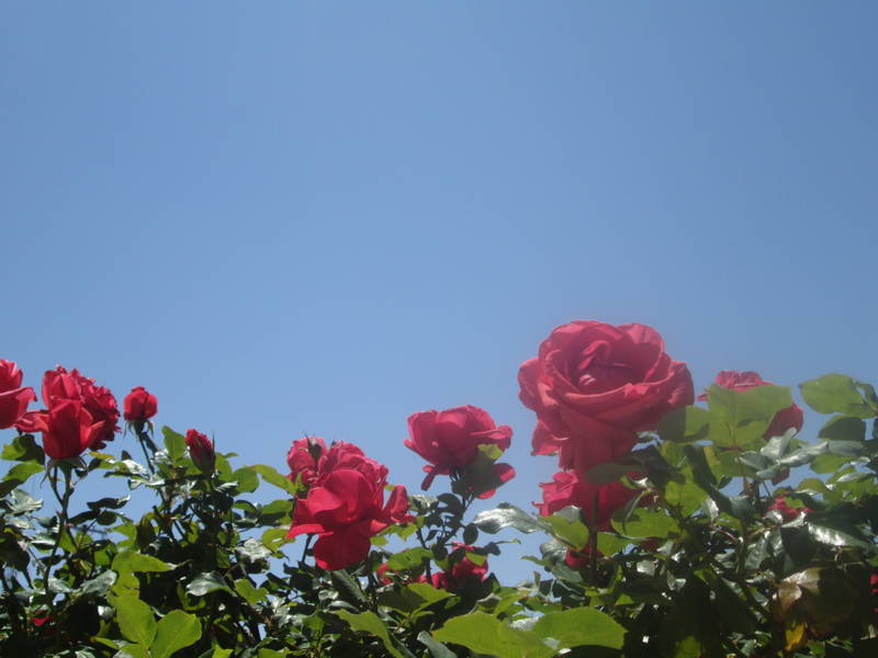 IMG_2019.JPG