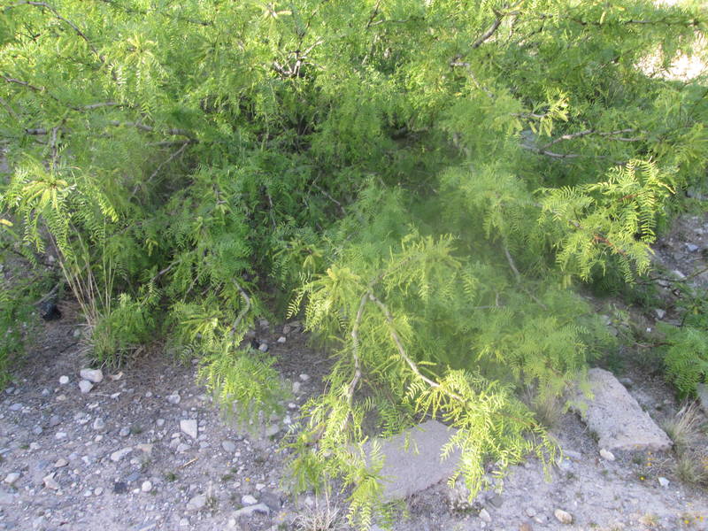 IMG_2084.JPG