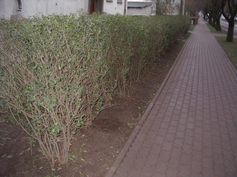 459.jpg